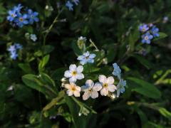 Pomněnka lesní (Myosotis sylvatica Hoffm.) s panašovými květy (1a)
