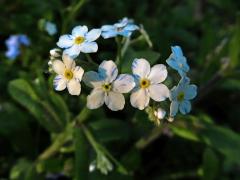 Pomněnka lesní (Myosotis sylvatica Hoffm.) s panašovými květy (1b)