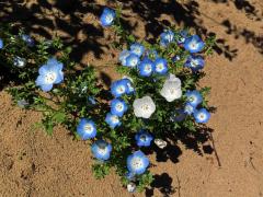 Hajnička Menziesova (Nemophila menziesii Hook. et Arn.)