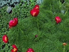 Pivoňka úzkolistá (Paeonia tenuifolia L.)