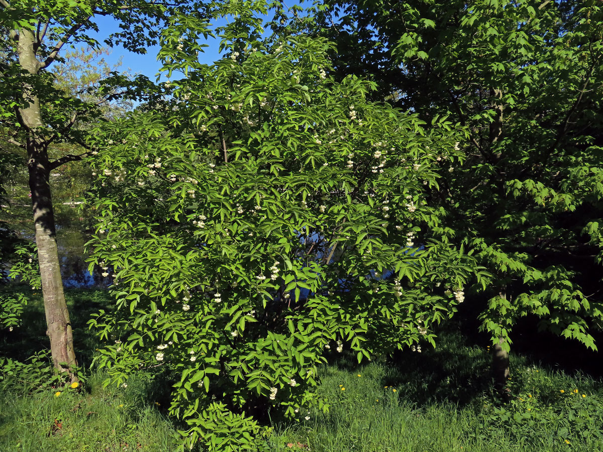Klokoč zpeřený (Staphylea pinnata L.)