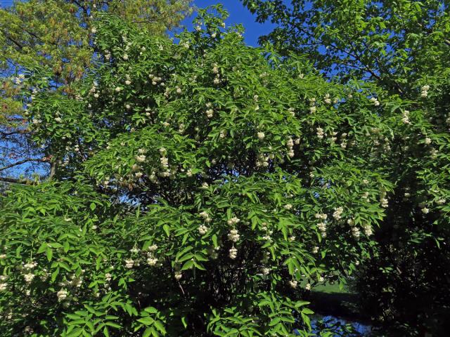 Klokoč zpeřený (Staphylea pinnata L.)