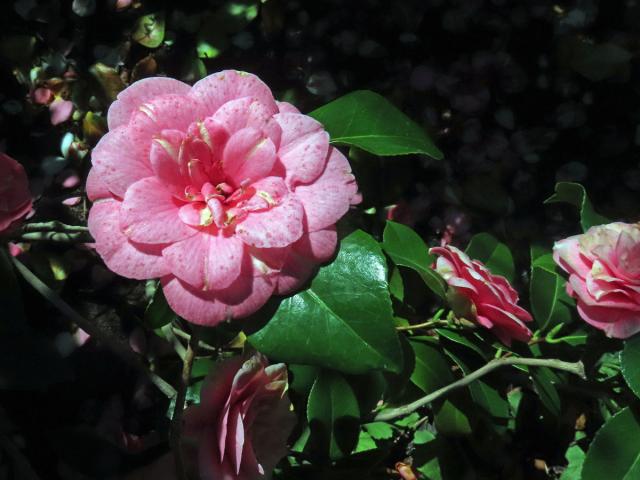 Kamélie japonská (Camellia japonica L.)
