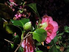 Kamélie japonská (Camellia japonica L.)