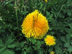 Smetánka lékařská (Taraxacum officinale L.) - fasciace stonku (55b)