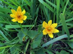 Blatouch bahenní (Caltha palustris L.), vícečetné květy (11)
