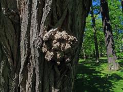 Tumor na akátu (Robinia pseudoacacia L.) (53a)