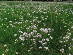 Řeřišnice luční (Cardamine pratensis L.)