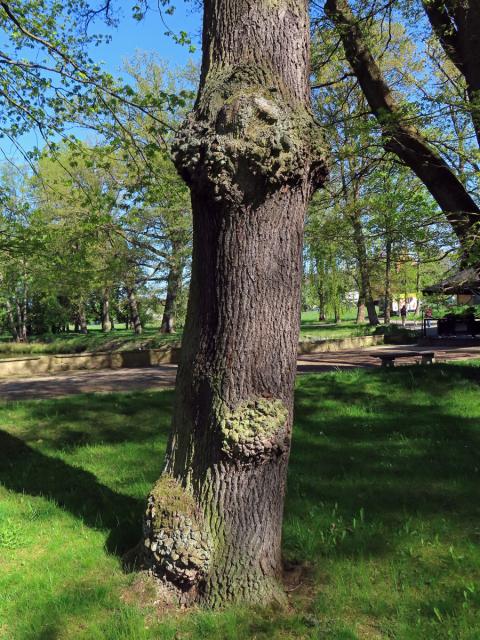 Nádor na dubu letním (Quercus robur L.) (75a)