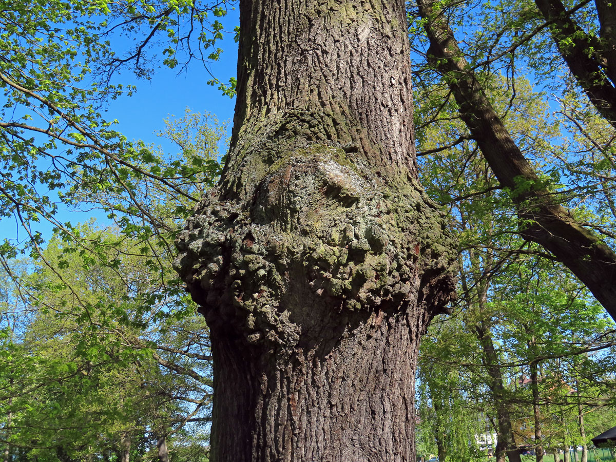 Nádor na dubu letním (Quercus robur L.) (75b)