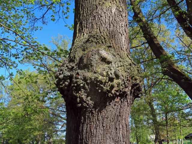 Nádor na dubu letním (Quercus robur L.) (75b)