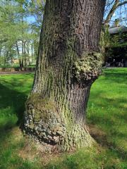Nádor na dubu letním (Quercus robur L.) (75d)