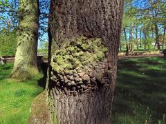 Nádor na dubu letním (Quercus robur L.) (75e)