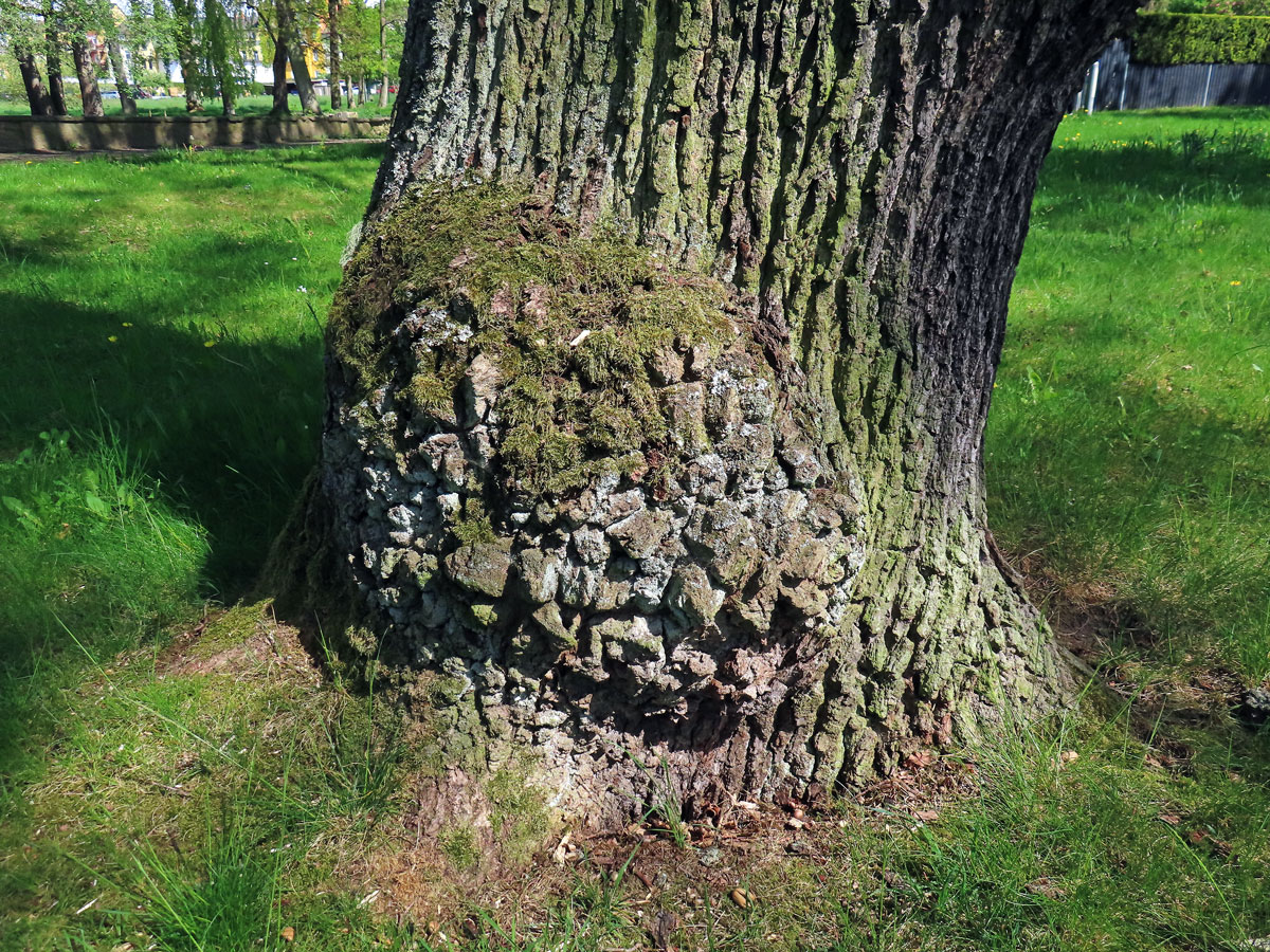 Nádor na dubu letním (Quercus robur L.) (75f)