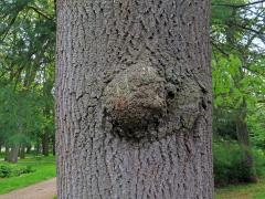 Nádor na dubu letním (Quercus robur L.) (76)