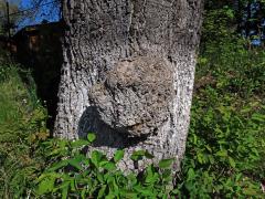 Nádor na dubu letním (Quercus robur L.) (77)