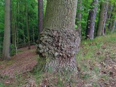 Nádor na dubu letním (Quercus robur L.) (79)
