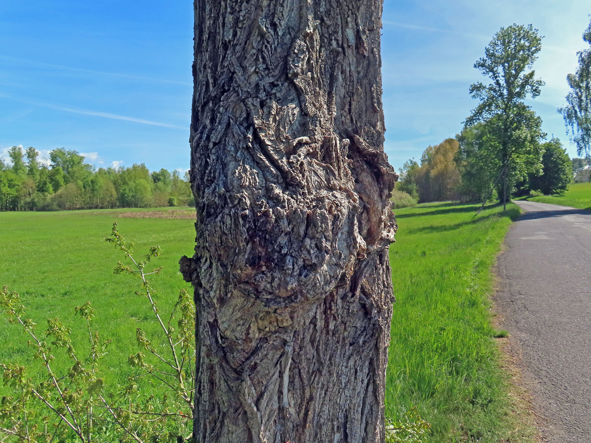 Nádor na topolu černém (Populus nigra L.) (7c)