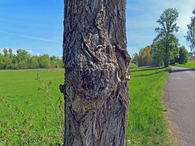 Nádor na topolu černém (Populus nigra L.) (7c)