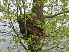 Nádor na dubu letním (Quercus robur L.) (82c)