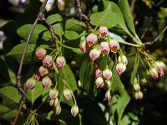 Datyně (Enkianthus Lour.)