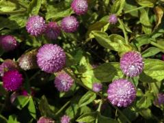 Pestrovka kulovitá (Gomphrena globosa L.)