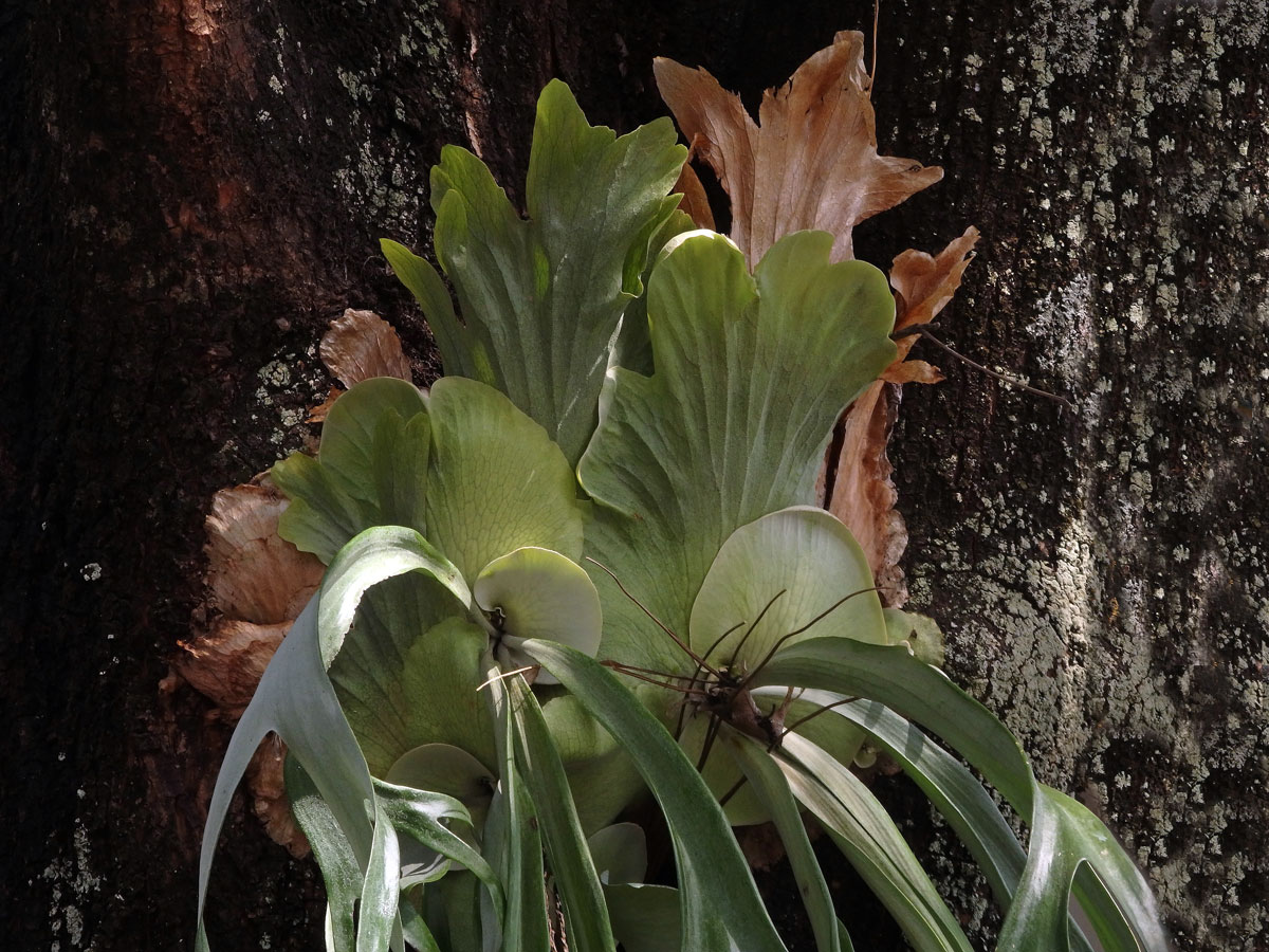 Parožnatka věncová (Platycerium coronarium (Koenig) Devs)