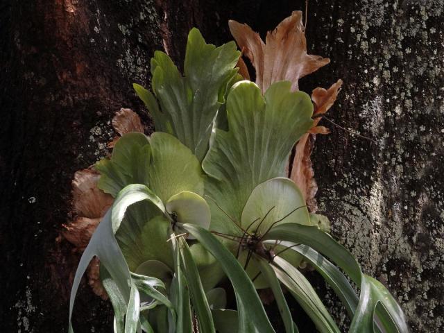 Parožnatka věncová (Platycerium coronarium (Koenig) Devs)
