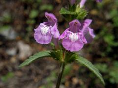Konopice širolistá (Galeopsis ladanum L.)