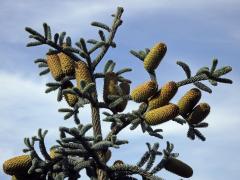 Jedle vznešená (Abies procera Rehder)