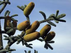 Jedle vznešená (Abies procera Rehder)