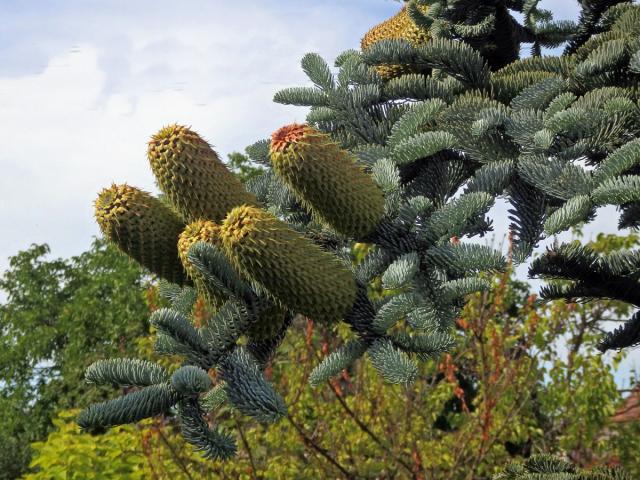 Jedle vznešená (Abies procera Rehder)