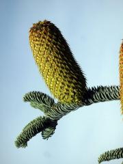 Jedle vznešená (Abies procera Rehder)
