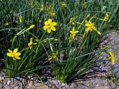 Narcis okolíkatý (Narcissus jonquilla L.)