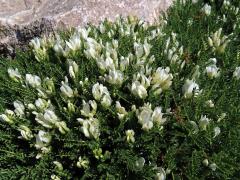 kozinec_tragacantha2