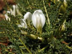 kozinec_tragacantha4