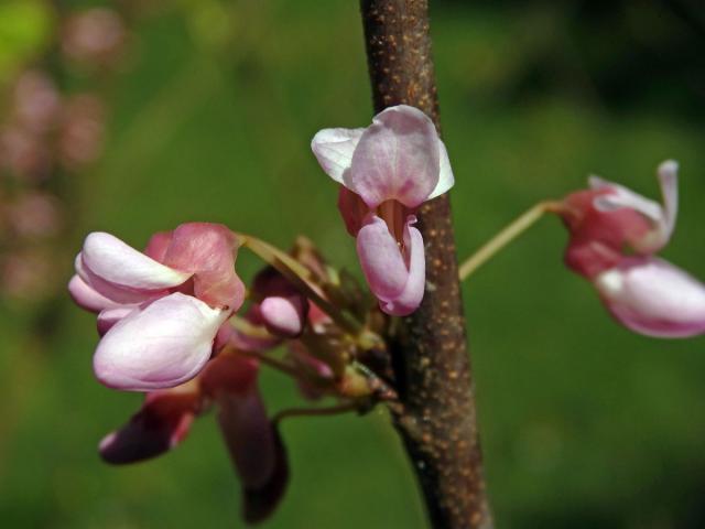 Zmarlika kanadská (Cercis canadensis L.)