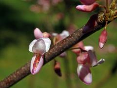 Zmarlika kanadská (Cercis canadensis L.)