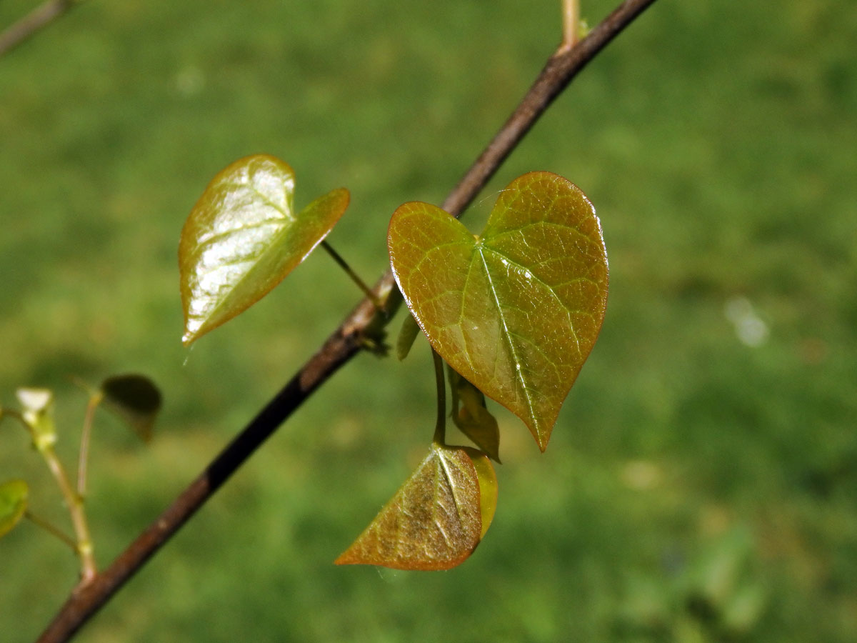 Zmarlika kanadská (Cercis canadensis L.)