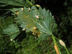 Deformace působená rzí kopřivovou (Puccinia urticata)