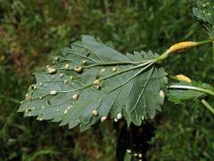 Deformace působená rzí kopřivovou (Puccinia urticata)