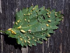 Deformace působená rzí kopřivovou (Puccinia urticata)
