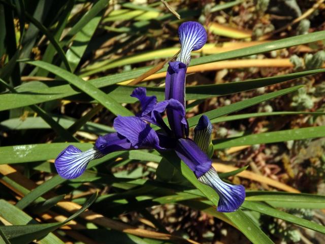 Kosatec (Iris sintenisii Janka)