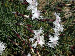 Hvozdík časný (Dianthus preacox Kit.)