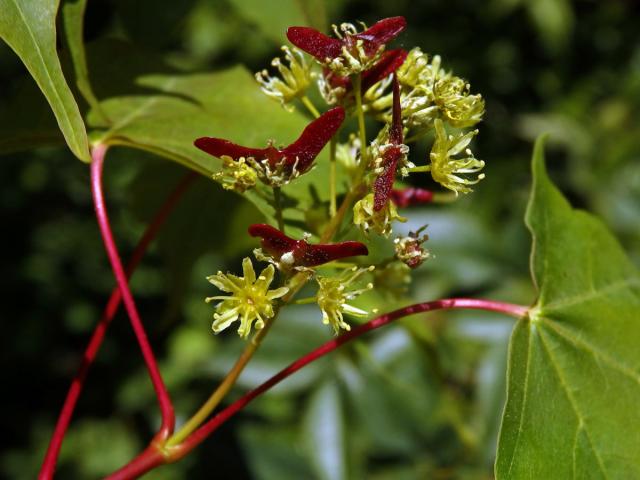Javor kapadocký (Acer cappadocicum Gled.)