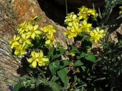 Třezalka (Hypericum montbretii Spach)