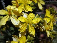 Třezalka (Hypericum montbretii Spach)