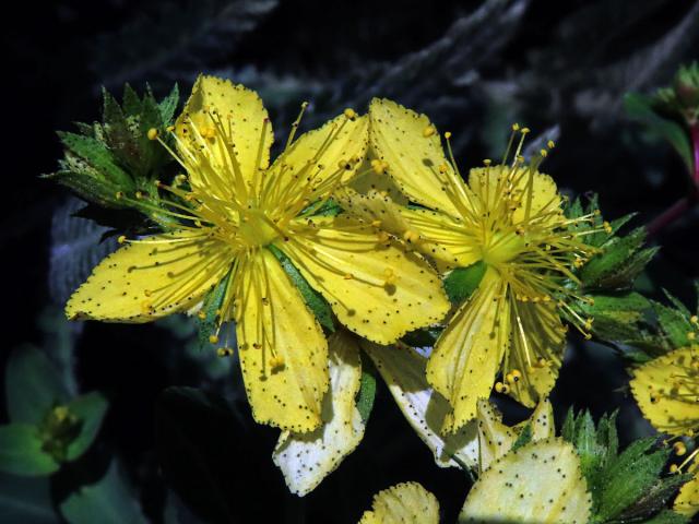 Třezalka (Hypericum montbretii Spach)