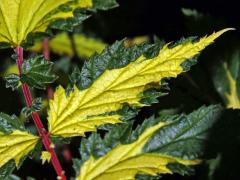 Chybění chlorofylu tužebníku jilmového (Filipendula ulmaria (L.) Maxim