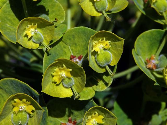 Pryšec statný (Euphorbia characias L.)